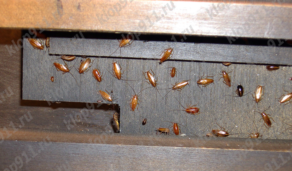 Nest of red cockroaches in furniture