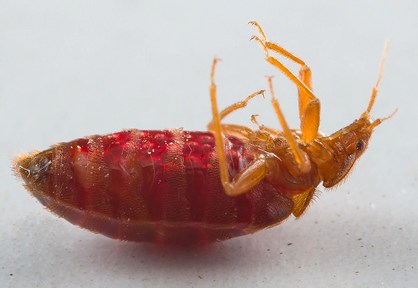 Pagalba kovojant su kenkėjais