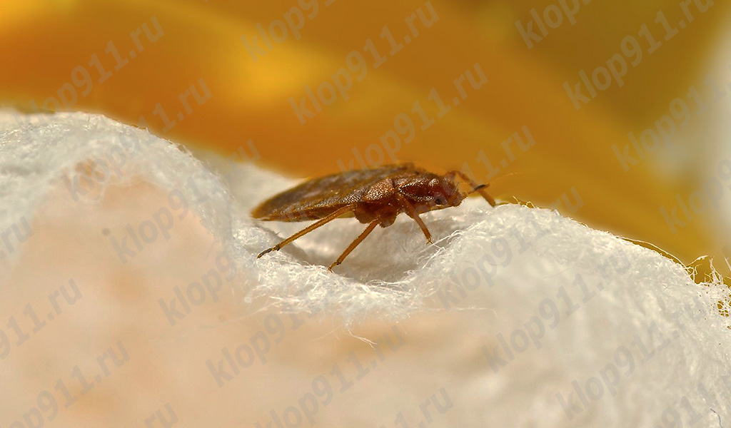 Cơ thể của ký sinh trùng phẳng