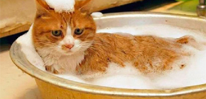 Att välja ett loppschampo för en katt och en kattunge