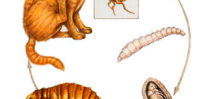 Hur och vad man tar bort loppor från en katt