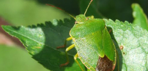 Cimice degli alberi (scudo)