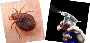 Sprays e aerossóis de percevejos: qual remédio é melhor?
