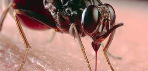 À propos des piqûres d'insectes et de leur traitement