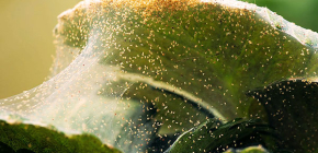 Come trattare gli acari sulle piante