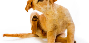 Hur och vad kan du ta bort loppor från en hund