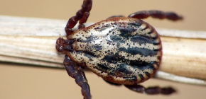 קרצית אחו (Dermacentor reticulatus)