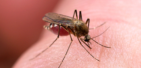 Répulsifs contre les piqûres d'insectes : un aperçu des options efficaces