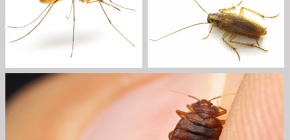 Insecticides pour insectes dans la maison: un aperçu des médicaments