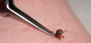 Período de incubação da encefalite transmitida por carrapatos em humanos