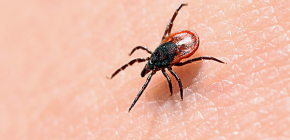 À propos de la tique de la taïga et du danger de ses piqûres pour l'homme
