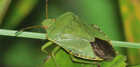 Che aspetto ha un insetto verde e vale la pena avere paura