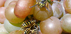 Come proteggere la vendemmia dalle vespe e proteggerla per tutto il periodo di maturazione