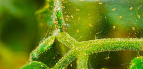 Qual è il pericoloso acaro ragno sulle piante d'appartamento
