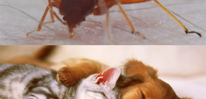 Os percevejos podem morder animais de estimação (gatos, cães, galinhas)?