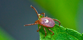 Borreliose transmitida por carrapatos