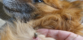 Um cão pode ter encefalite transmitida por carrapatos?