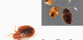 השמדת פשפשים בסנט פטרסבורג: לאן לפנות?
