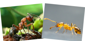 À propos de la forêt rouge et des fourmis domestiques, ainsi que de leurs différences