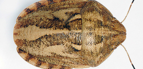 Cimice dei letti (Eurygaster integriceps)