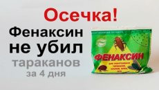 Testujeme pôsobenie prášku Phenaksin na šváby - experiment s neočakávaným výsledkom ...