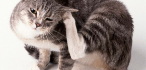 Medel för att ta bort loppor från en katt hemma