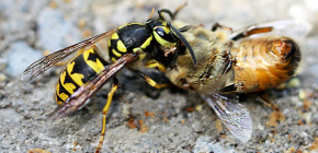 Metodi per affrontare le vespe in apiario: come salvare le api dagli attacchi
