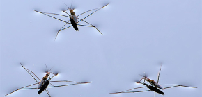 Dettagli sulla vita degli insetti strider d'acqua