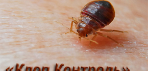 Servizio di disinfestazione Klop Control e caratteristiche del suo operato