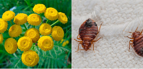 O tansy é realmente eficaz contra percevejos?