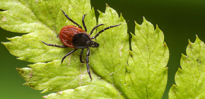 เห็บสุนัข (Ixodes ricinus)