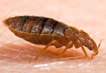 Bed bug bite