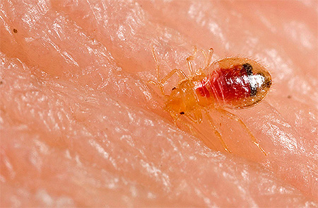 Bed bug larva