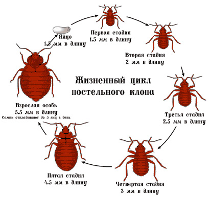 Bed bug cycle
