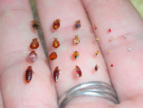 Photos of bed bugs at different stages of development
