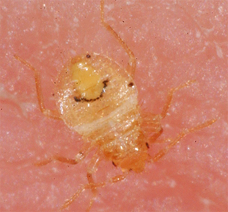 Bed bug larva