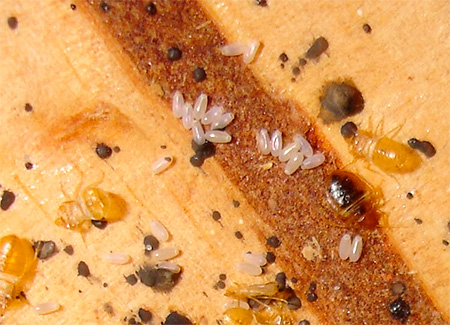 Eggs and larvae of house bugs