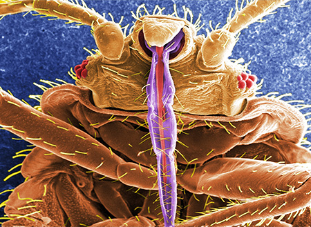Piercing-sacie zariadenie ploštice