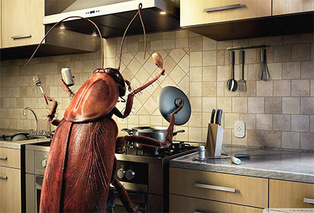 De quoi les cafards ont-ils peur ?