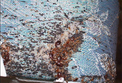 Nid de punaises de lit dans un vieux matelas