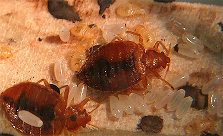 Cimice e le sue uova: foto ravvicinata