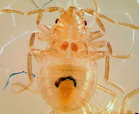 Larve d'insecte affamé