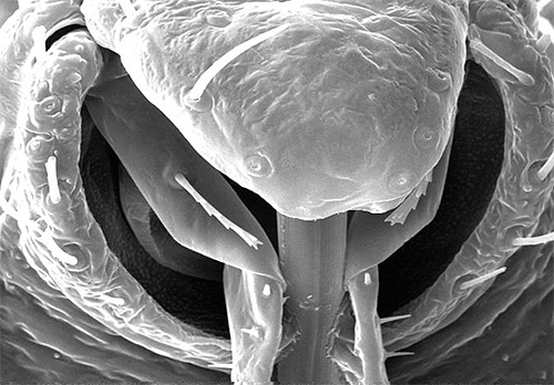 Proboscis bug sous un microscope