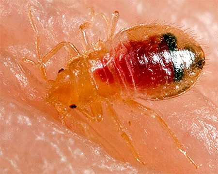 La photo montre du sang dans le corps d'une larve d'insecte