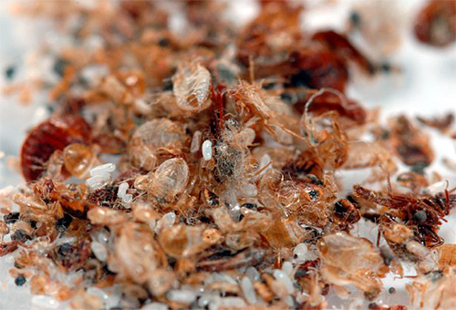 Couvertures chitineuses d'insectes dans leur nid