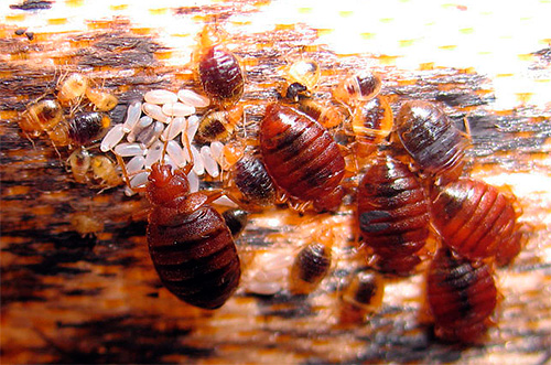 Insectes adultes, larves et œufs