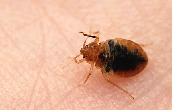 Cimice
