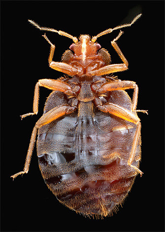 Foto ravvicinata di una cimice