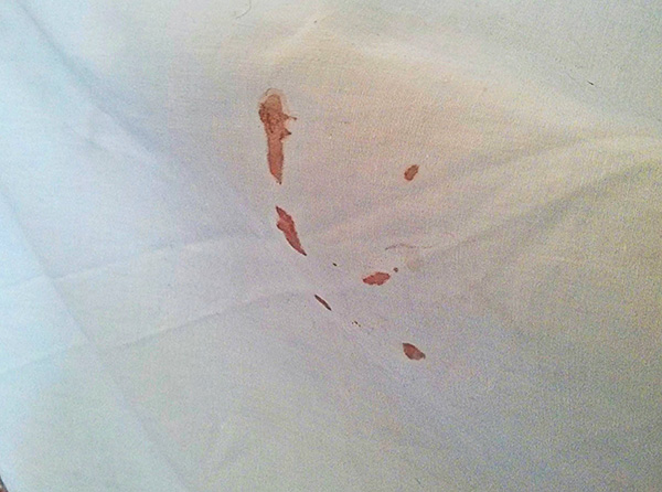 Tali tracce sono uno dei segni della presenza di cimici nell'appartamento.