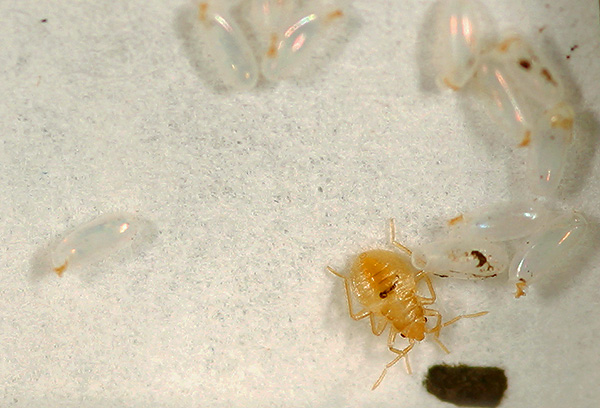 Il periodo di incubazione per la schiusa delle larve di cimici dalle uova a una temperatura ambiente favorevole può essere inferiore a una settimana.